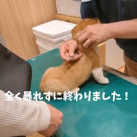 注射が終わったベンくん