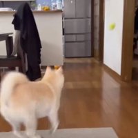 ボールを取りに行く銀くん