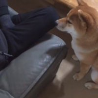 縫ってくれた♪