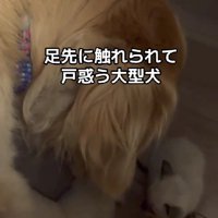 驚くルークちゃん