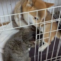 カップルみたいな2匹にホッコリ