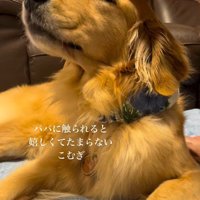 こむぎちゃんをナデナデ