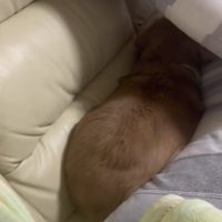 お尻が隠れてないよ！！