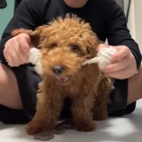 飼い始めののノアくん