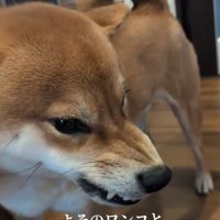 やきもちを焼くポン太くん