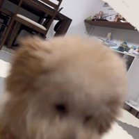 おもちゃに到達したふくくん