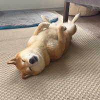 豪快かつ美しい寝姿！