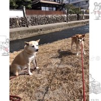 外で並ぶ2匹の犬