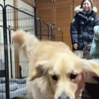 走り出してくる犬