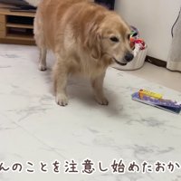 おからちゃんが立ち上がった！
