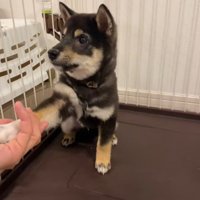 芸の練習中のもずくちゃん3