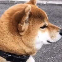 遠くを見つめる犬