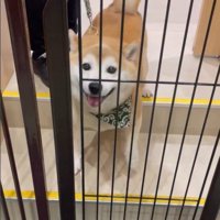 サロンに預けられる豆助座衛門くん