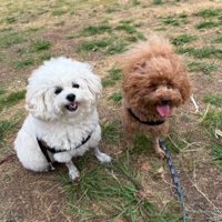 仲良くお散歩中の2匹