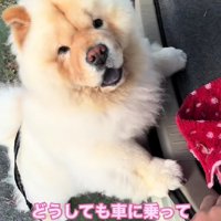 「歩いていく？」