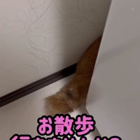 洗濯機の裏から出ている尻尾アップ