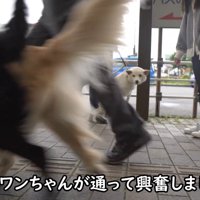 通りすがりのワンコに夢中