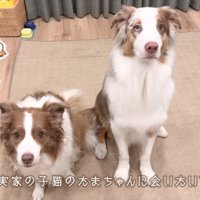 ワンコたちと子猫の再会