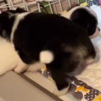 楽しそうに戯れる兄妹犬たち