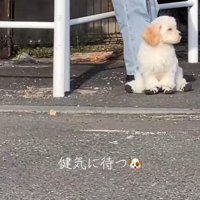 飼い主さんを待つでんでん君4