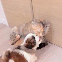 赤ちゃん犬と猫のふれあい8