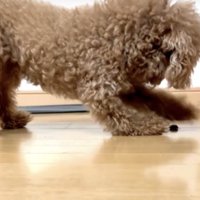 床を掘り続ける犬