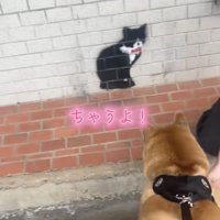 「本物の猫」だと勘違い