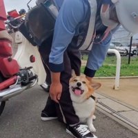 嬉しそうな犬