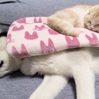 仲良く昼寝する2匹
