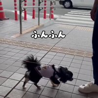 尻尾フリッ