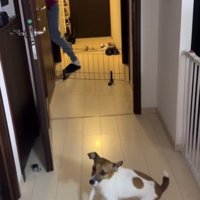 廊下で飛び跳ねる犬