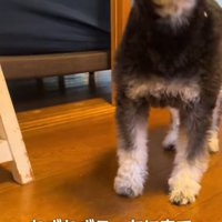 大袈裟にくしゃみをするミニチュアシュナウザー