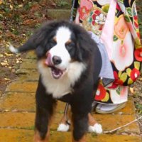 舌を出してカメラを見つめる子犬