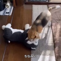 ぬいぐるみで遊ぶ犬