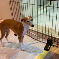 悲しそうなことちゃん