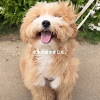 笑顔の子犬