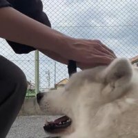 散歩拒否する凛太郎ちゃん