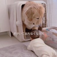 赤ちゃんと犬1