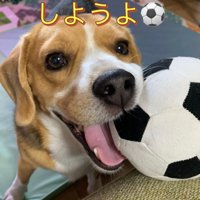 ボール遊びに誘う中型犬