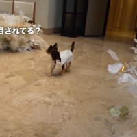 戸惑ってキョロキョロ…