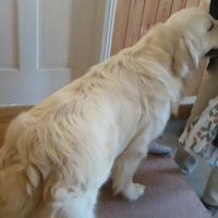 喜んでお出迎えしてくれるように！