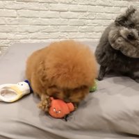 ゆずくんはしょんぼり