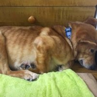 シャットダウンしていたみーちゃん