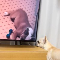 テレビ裏を覗く犬