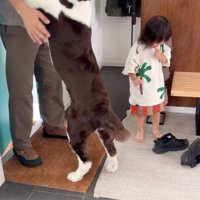 立ち上がる犬