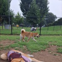 ドッグランに到着したら…