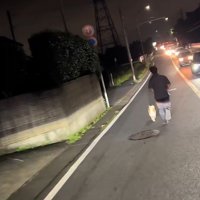 道路を走る犬を発見