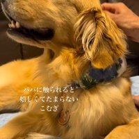 こむぎちゃんをナデナデ2