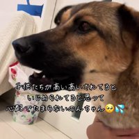 クンクンと鳴き始めた