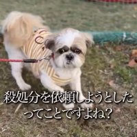 カメラ目線で立つ犬